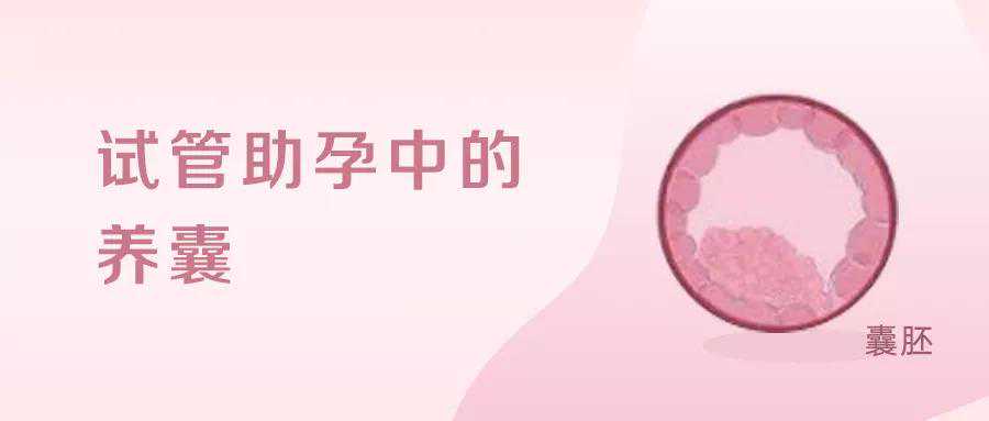 试管助孕中，养囊是什么？