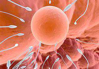 外国试管：试管婴儿怎样科学取卵的?