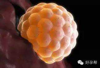 试管姿势｜4大因素会影响试管婴儿促排卵效果！