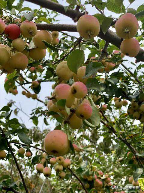 梦里人生 一、神奇的胎梦之男孩篇